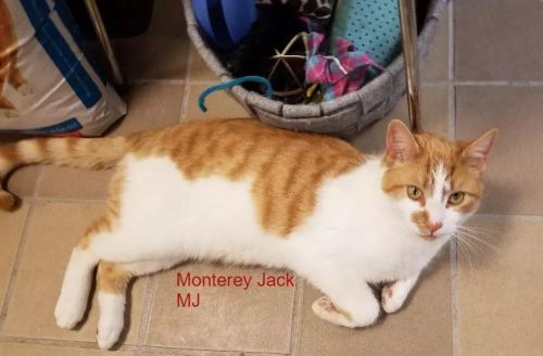 . Monterey Jack .
