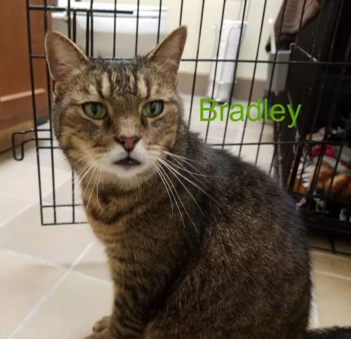 . Bradley .