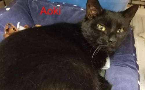 . Aoki .