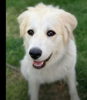 . Heidi .