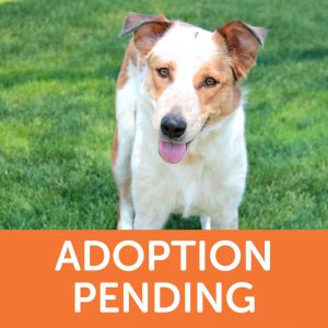 Miss Winkles Pet Adoption Center | Where Family Is Found