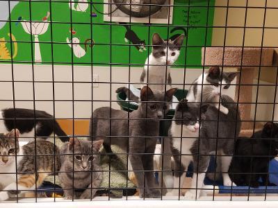 . KITTENS .